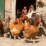 Landgasthof Kasch - Und Restaurant Πανδοχείο Malente