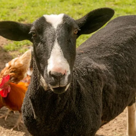 Landgasthof Kasch - Und Restaurant *