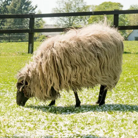 Landgasthof Kasch - Und Restaurant Malente